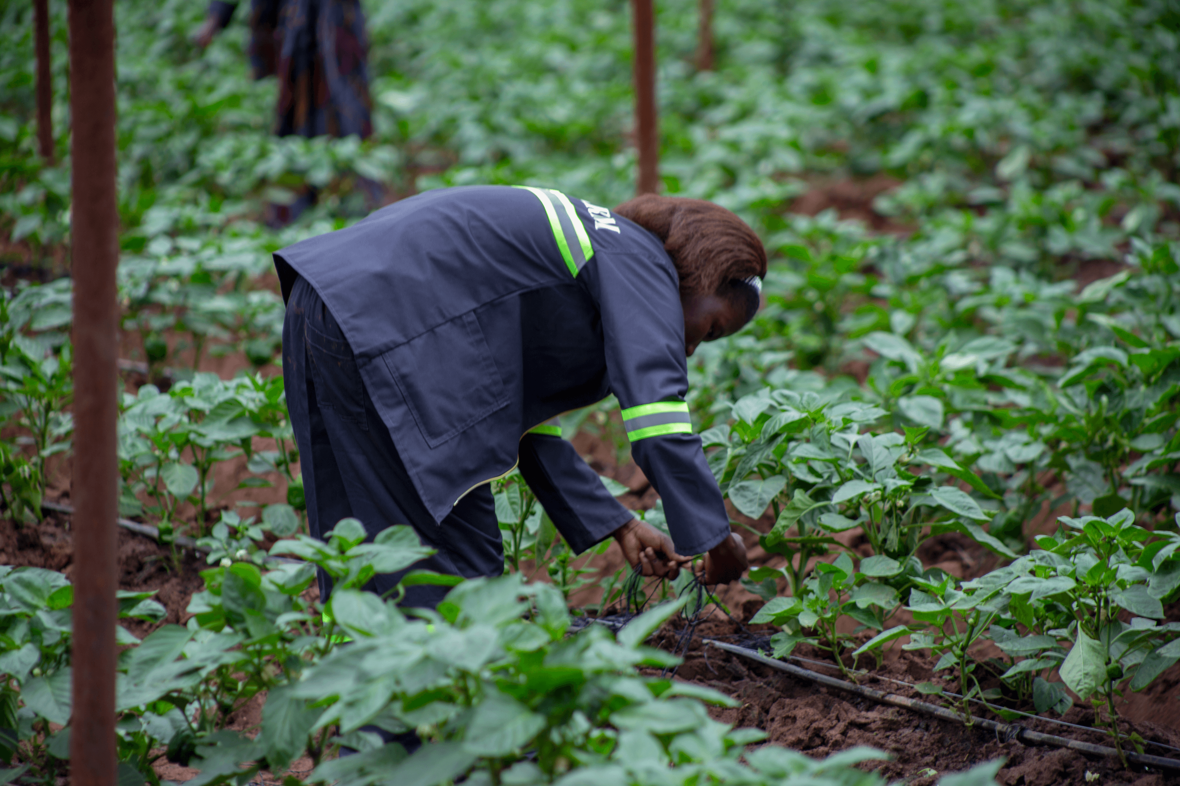 Agripreneurs learning together at a Panuka bootcamp