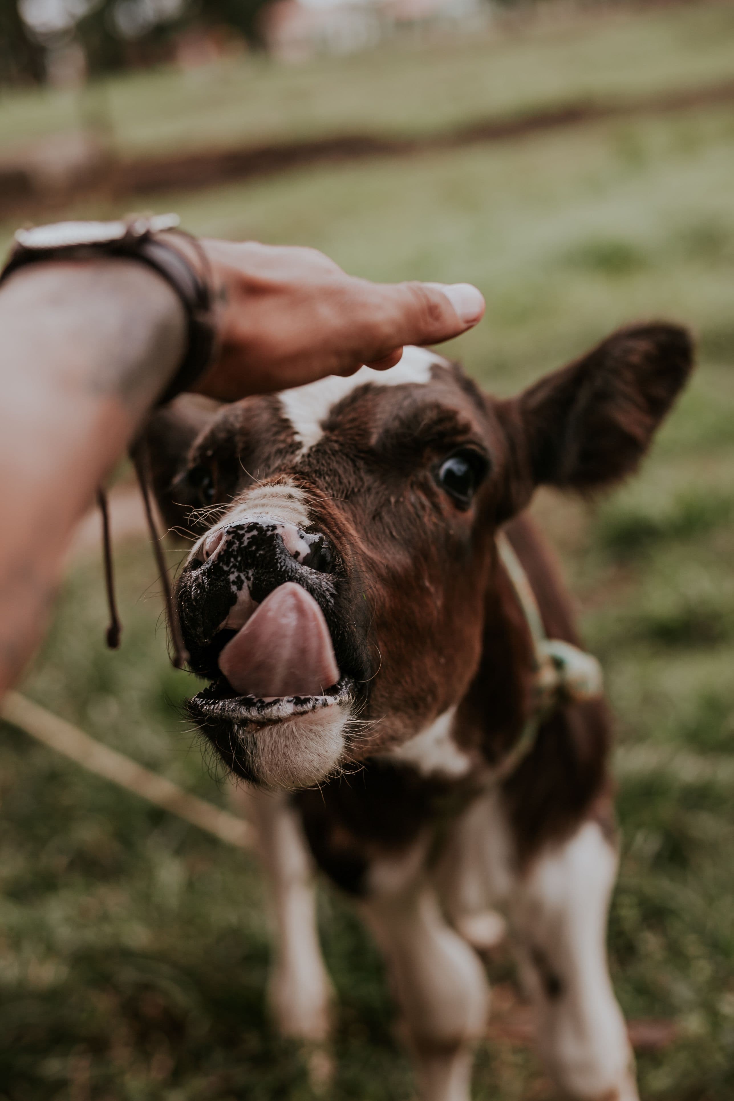 A hand caring for a young calf in a pasture